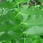 Sium latifolium Blatt