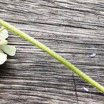 Scabiosa ochroleuca 樹皮