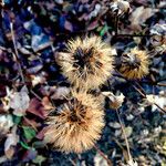 Hieracium sabaudum Fruit