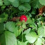 Potentilla indica Fruto