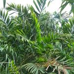 Ptychosperma macarthurii Hoja