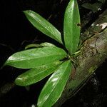 Anthurium pittieri Leaf