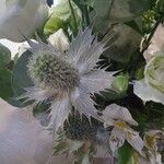 Eryngium alpinum Flower