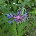 Cyanus lugdunensis Flower