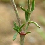 Rhodalsine geniculata 樹皮