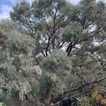 Eucalyptus nicholii Агульны выгляд