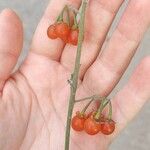 Solanum villosum Ovoce