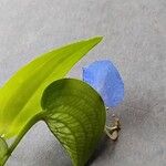 Commelina communis Floare