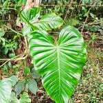 Philodendron giganteum Leaf