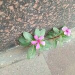 Catharanthus roseusফুল