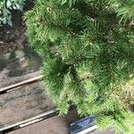 Picea jezoensis Levél