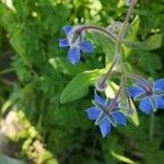 Borago officinalisBlüte