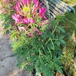 Cleome houtteanaപുഷ്പം