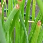 Bulbine frutescens Blatt