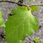 Solanum nigrum Лист