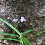 Vicia tetrasperma Virág