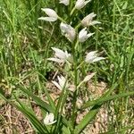 Cephalanthera longifoliaVirág