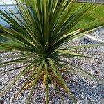 Cordyline australis Blad