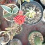 Kleinia stapeliiformis (E.Phillips) Stapf, Cacto-melancia (Flora mundial) -  Pl@ntNet identify