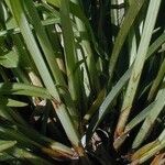 Carex jamesii Hoja