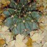 Melocactus azureus Φύλλο