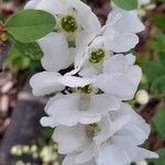 Exochorda × macrantha Flower