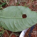 Psychotria solfiana Yaprak