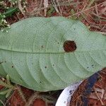 Psychotria solfiana Folio