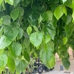 Tilia × euchlora Blad