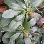 Euphorbia amygdaloides Blatt