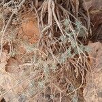Artemisia herba-alba Облик