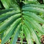 Amomum villosum Leaf
