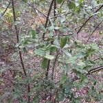 Diospyros texana Агульны выгляд