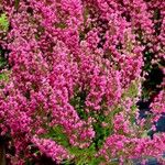 Erica gracilis Flor