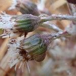 Petasites paradoxus Habit