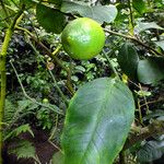 Citrus medica ഫലം