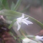 Cyrtorchis aschersonii Květ