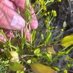 Ranunculus longipes 葉