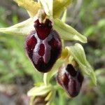 Ophrys sphegodes subsp. passionis (Sennen) Sanz & NuetFlor