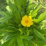 Coreopsis grandifloraFlower