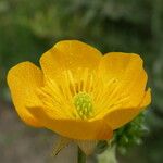 Ranunculus bulbosus Flower