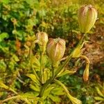 Lilium martagonFlor