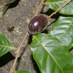 Hirtella triandra Плод
