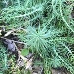 Sedum forsterianum Leaf