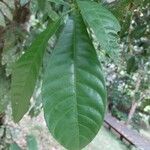 Gustavia augusta Leaf