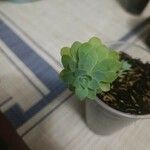 Sedum palmeriपत्ता