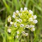 Thlaspi arvense Flower