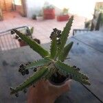 Kalanchoe daigremontiana Folha