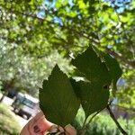 Crataegus viridis Folio