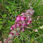 Pedicularis mixta Flower